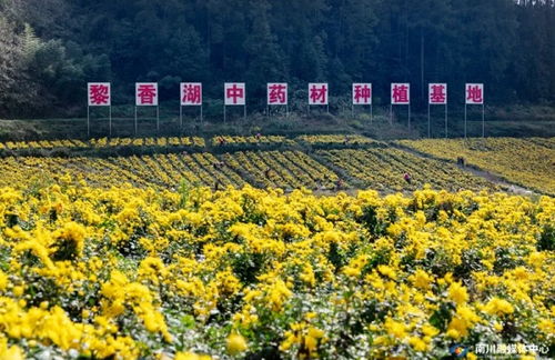 點草成金，融智興業——看南川中醫藥科技新生與產業蝶變